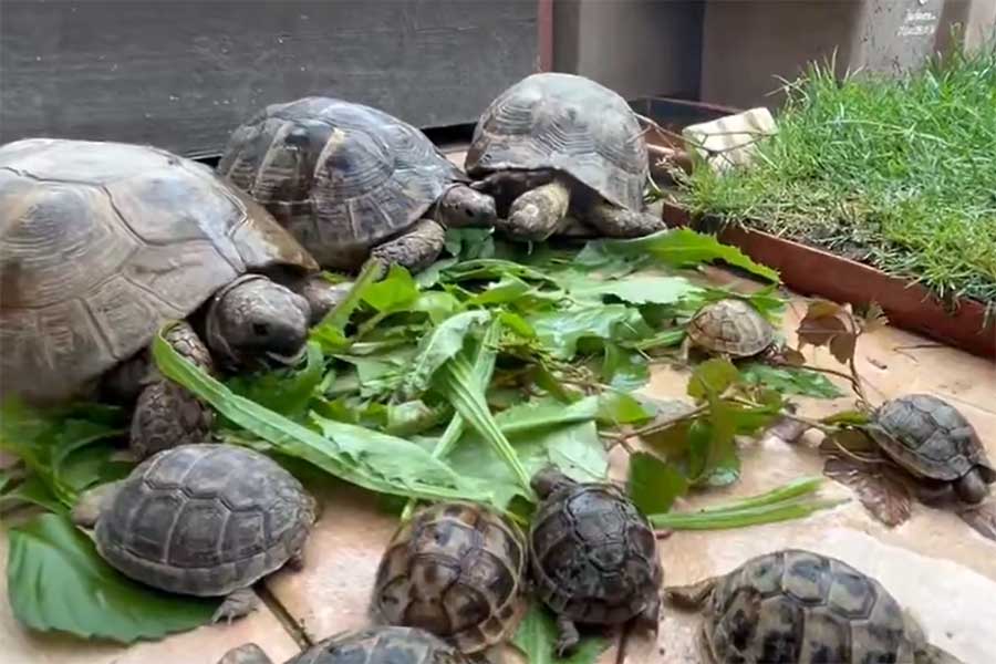 飼い主さん宅の屋上で飼育中のカメたち【出典：X（@kamevito）よりスクリーンショット】