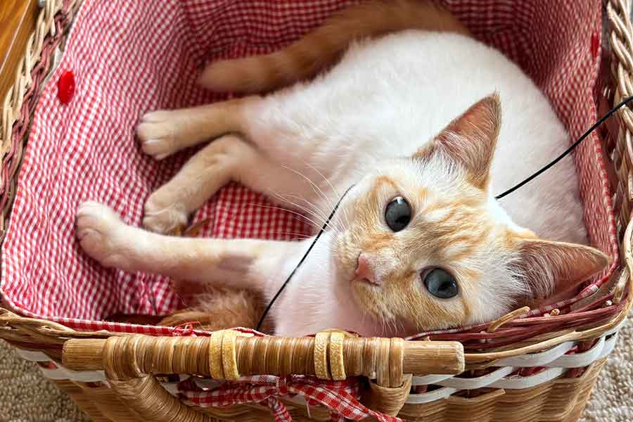 カゴの中でくつろぐコゲちゃん【写真提供:Sさん】