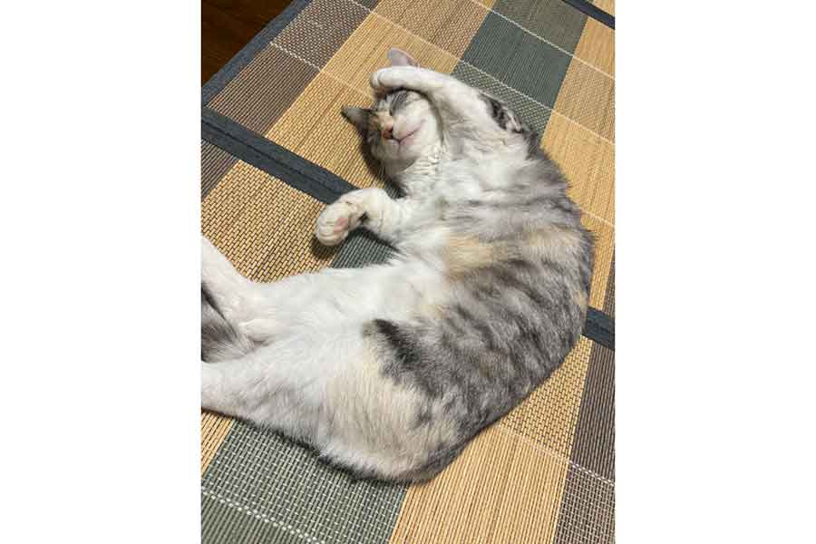 顔を隠すような仕草を見せるサバちゃん【写真提供:Sさん】