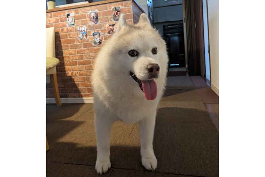 「何犬ですか?」と聞かれることが多いという、しろくん【写真提供:8055mariko(8055mariko)さん】