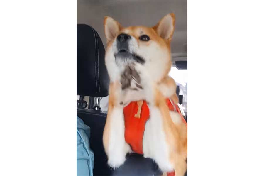 車の中で大はしゃぎのゆづちゃん【出典：スレッズ（yuzu_shiba1125）よりスクリーンショット】