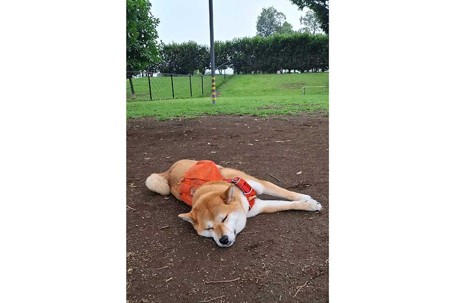 大はしゃぎから一転、気持ち良さそうに眠ってしまったゆづちゃん【写真提供：柴犬 ゆづ（yuzu_shiba1125）さん】