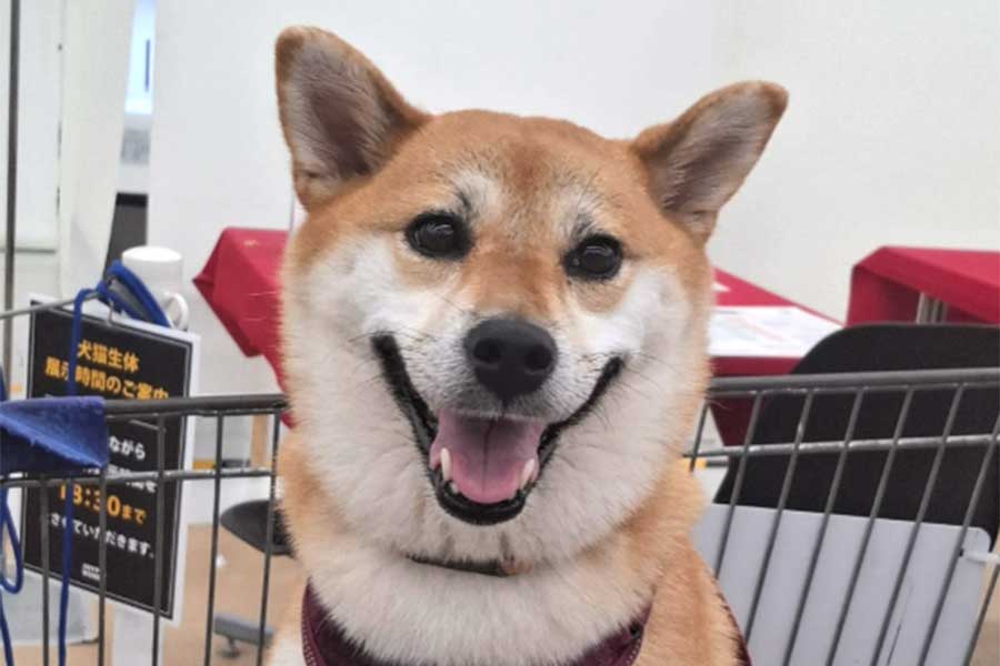 笑顔のゆづちゃん【写真提供:柴犬 ゆづ(yuzu_shiba1125)さん】