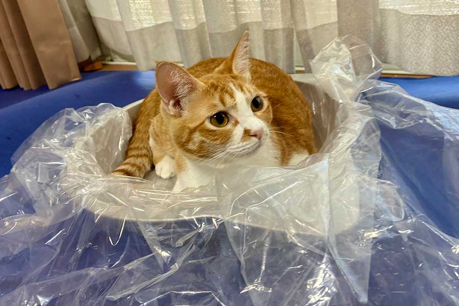 ねこ鍋にビニールを敷いてくつろぐのんちゃん【写真提供:のんちゃん(@CZ34354)さん】