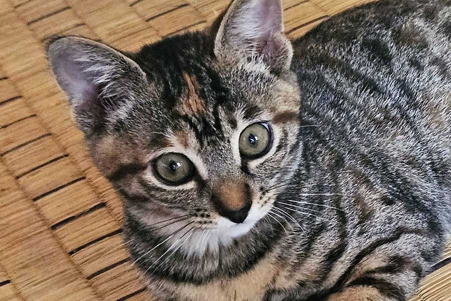 元保護ねこのココちゃん【写真提供:朋望(tomo_moon95)さん】