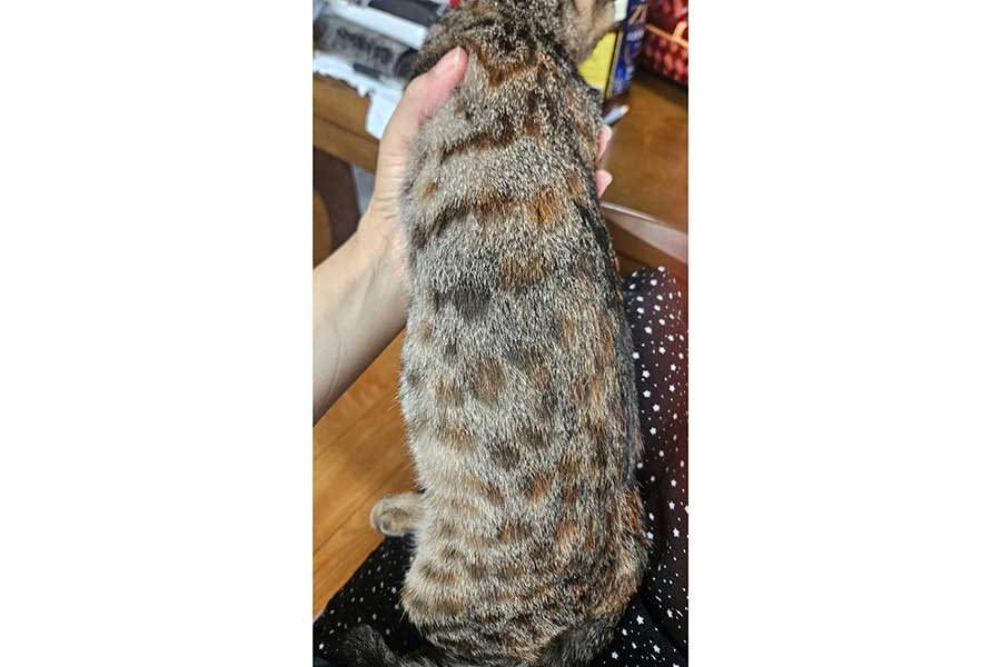 見事な斑点模様が浮かび上がったココちゃんのボディ【写真提供:朋望(tomo_moon95)さん】