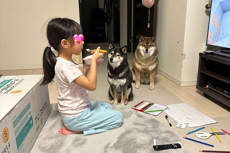 あずきちゃんと花ちゃんに圧をかけられながらの食事風景【写真提供:あずはな(@shibainu_hanazu)さん】