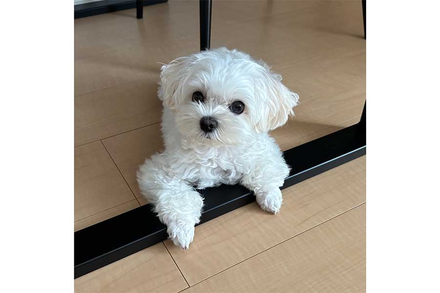 甘えん坊の愛犬【写真提供：天使のイッヌ（@pure_white_puku）さん】
