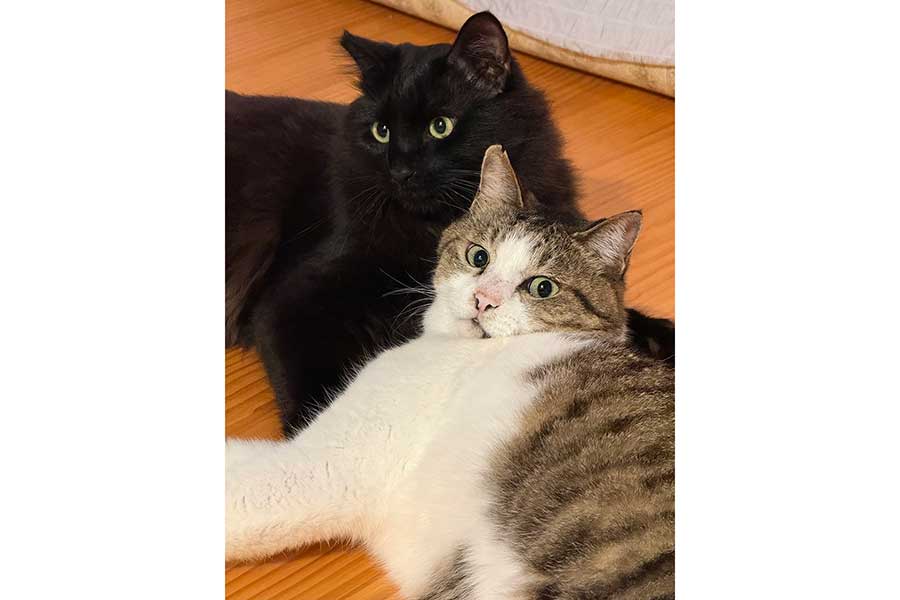 仲良しな（上から）ネロちゃんとむさしまるくん【写真提供：ボク、保護猫むさしまる（@boku6340）さん】