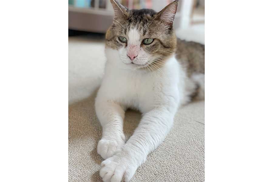 保護ねこカフェにいた頃のむさしまるくん【写真提供：ボク、保護猫むさしまる（@boku6340）さん】