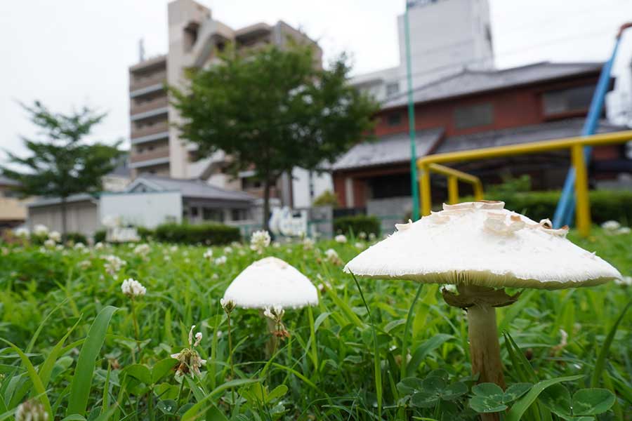 公園や河川敷など、身近な場所で見つかっている白いキノコ（写真はイメージ）【写真：PIXTA】