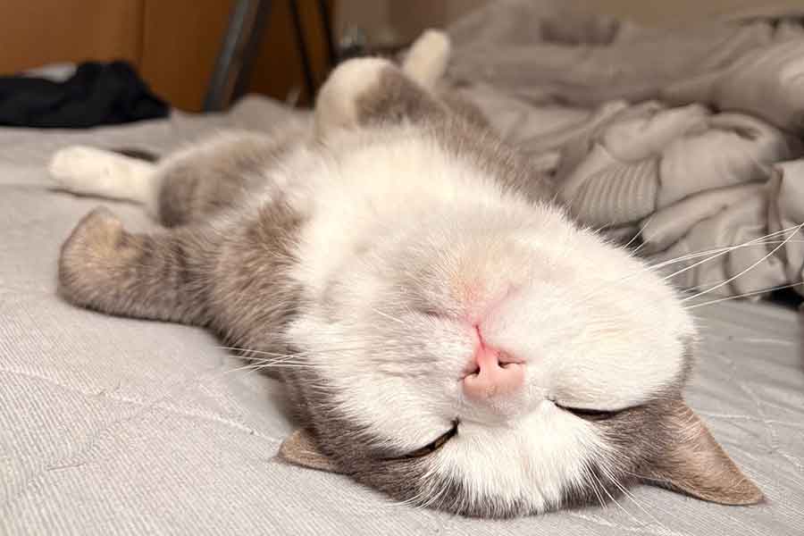 仰向けで眠る白スケくん【写真提供：白スケ（@shirosuke240311）さん】