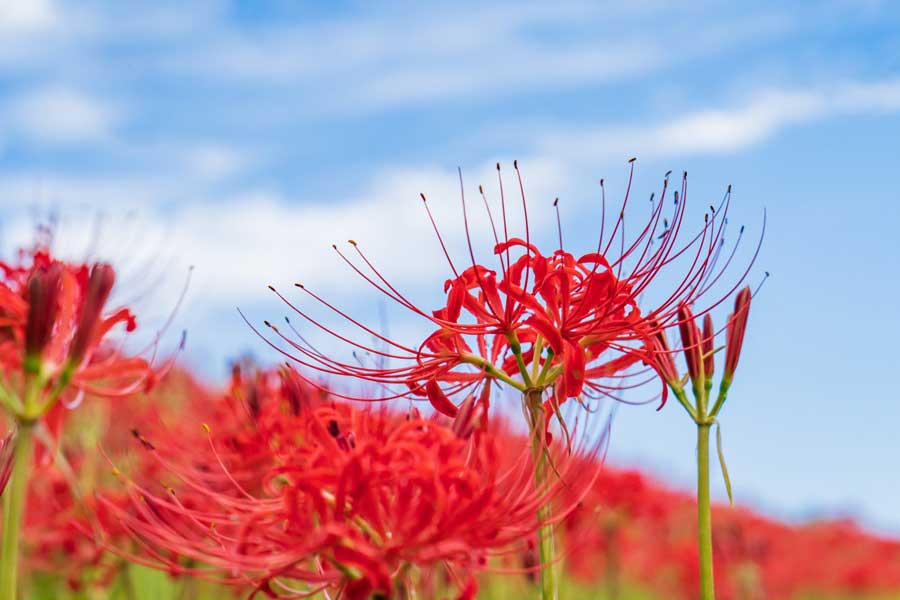 艶やかな赤色の花が特徴のヒガンバナ(写真はイメージ)【写真:写真AC】