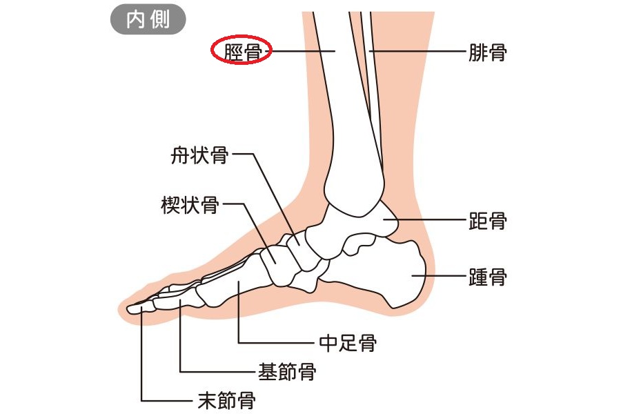 赤丸部の脛骨という骨が「縦にパクっと」割れていたことが判明【画像：PIXTA】