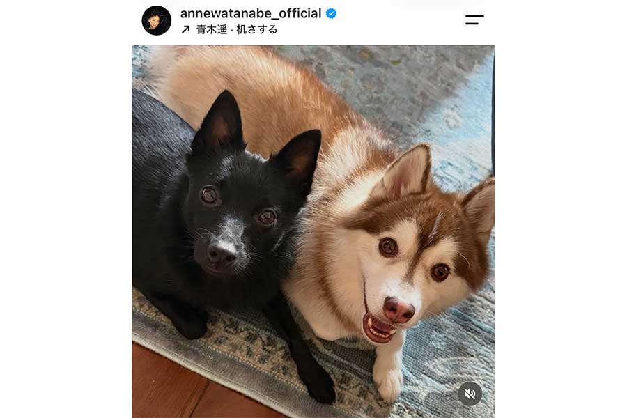 杏さんの愛犬、ポチ(左)とタオキ【出典:インスタグラム(annewatanabe_official)よりスクリーンショット】