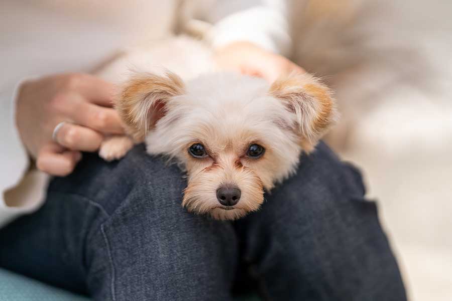 夫が迎えた犬や猫の世話に追われる女性(写真はイメージ)【写真:PIXTA】