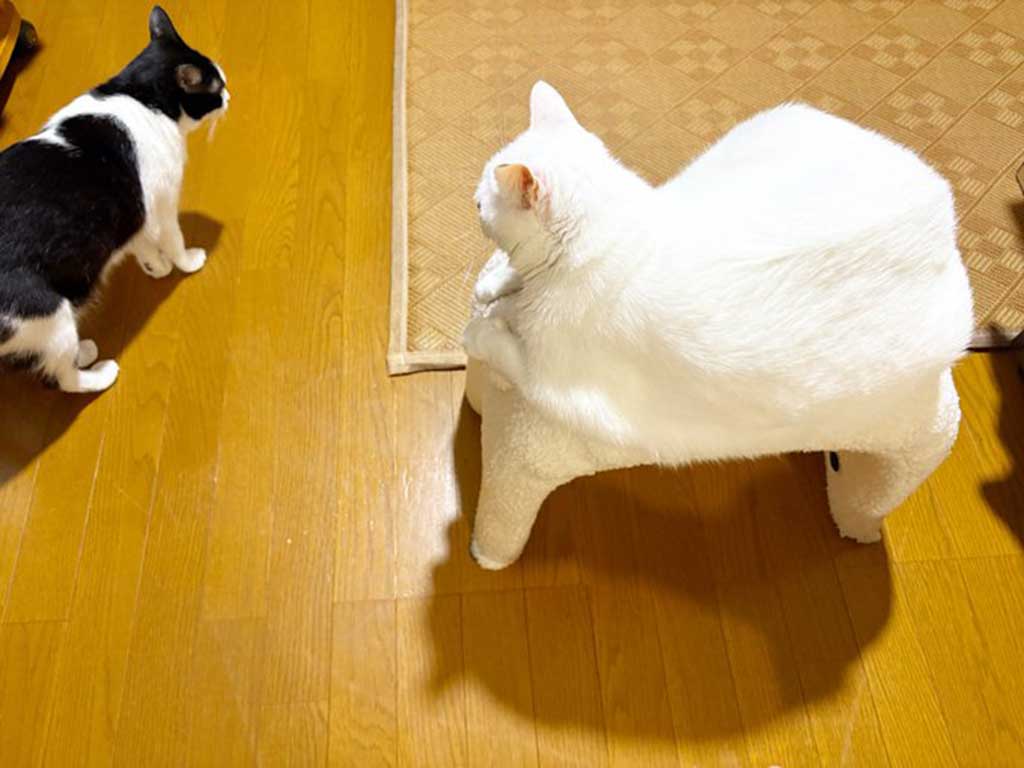 スツールと一体化したハクくん(右)と、驚いたような様子のベニちゃん【写真提供:保護猫ベニとハク(@benihakujp)さん】