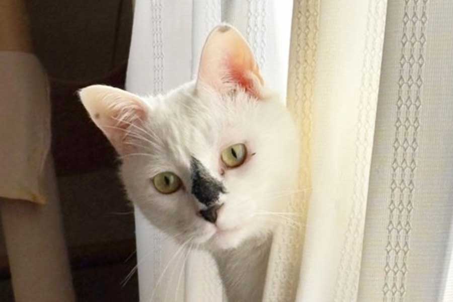 カーテンから顔を覗かせるハクくん【写真提供:保護猫ベニとハク(@benihakujp)さん】