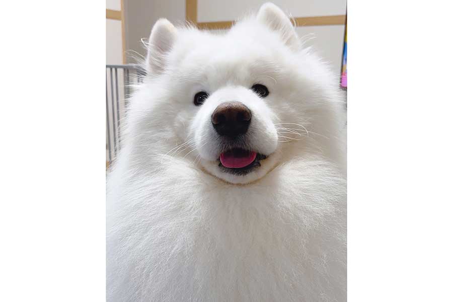 もふもふな毛並みが温かそうなダッツくん【写真提供:ダッツファミリーCh.(@samoyed_dazs)さん】