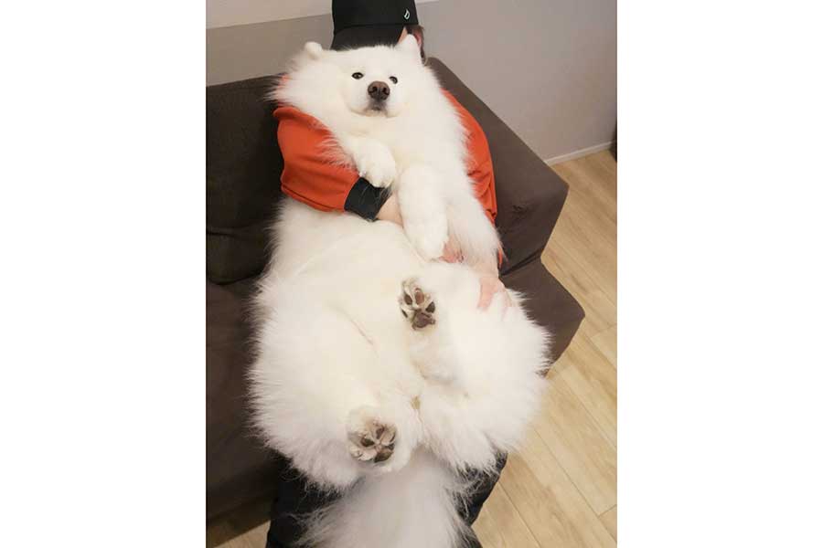 飼い主さんに抱っこされるダッツくん【写真提供:ダッツファミリーCh.(@samoyed_dazs)さん】