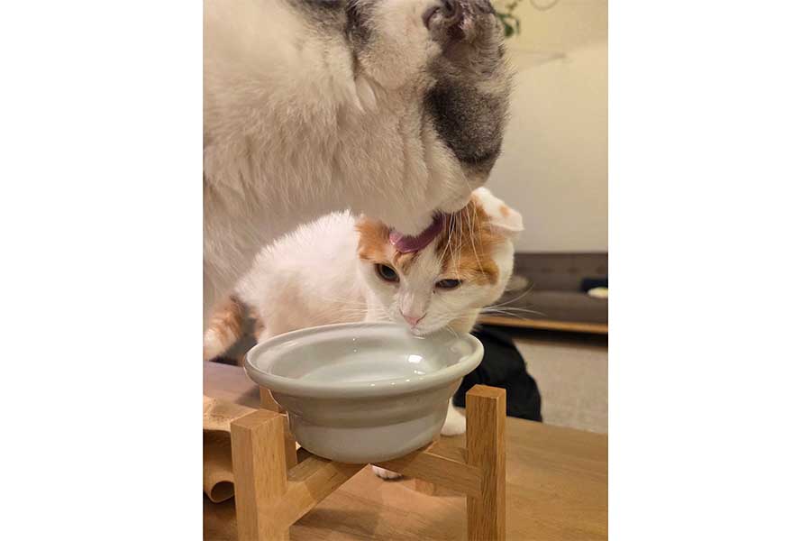 水場での攻防を繰り広げる（左から）セラくんとミックくん【写真提供：今日と、セラ、ミック（@sera230813）さん】