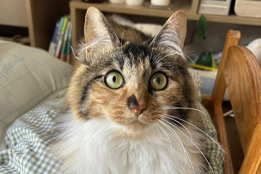 まん丸な瞳が愛らしいモルちゃん【写真提供:三毛猫もるる(moooooru0501)さん】