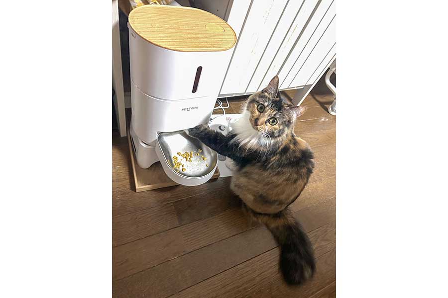 ごはんを狙うモルちゃん【写真提供:三毛猫もるる(moooooru0501)さん】
