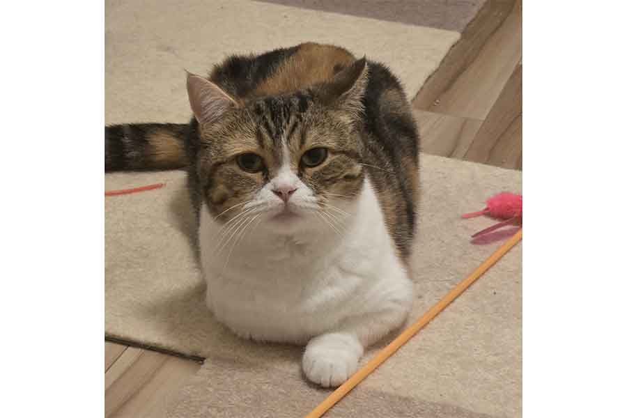 遊んでほしそうなまなざしを向けるこはくちゃん【写真提供：ねこねここねこ（@fujikocats）さん】