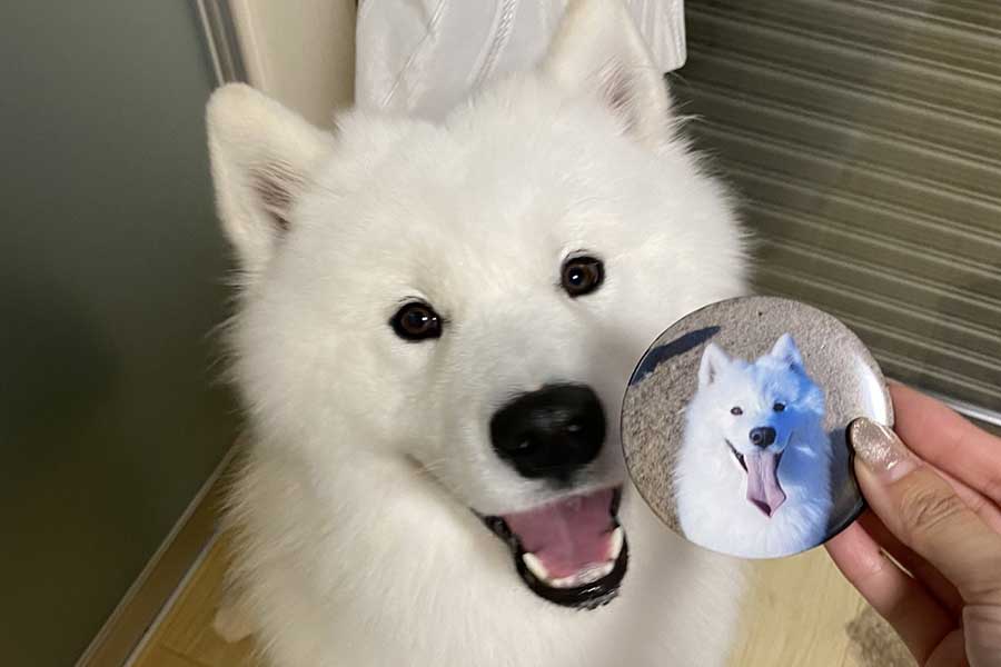 満面の笑みを浮かべるこはくちゃん【写真提供：サモエド こはく（@kohaku_Samoyed）さん】