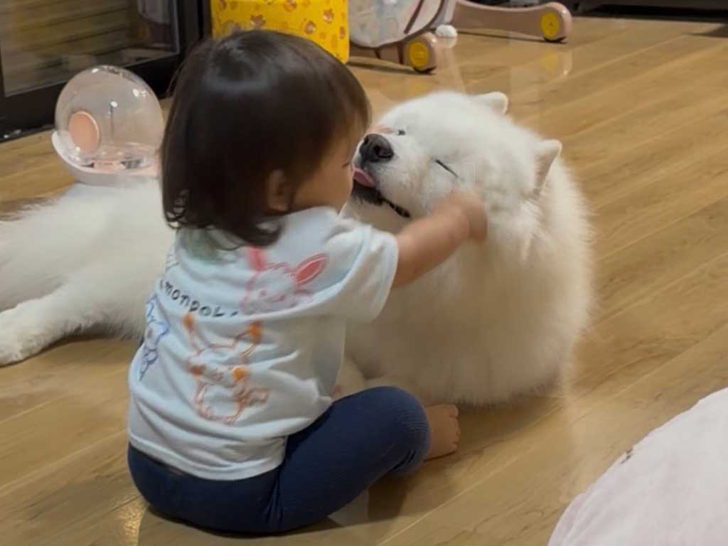 息子さんに遊ばれるこはくちゃん【写真提供：サモエド こはく（@kohaku_Samoyed）さん】