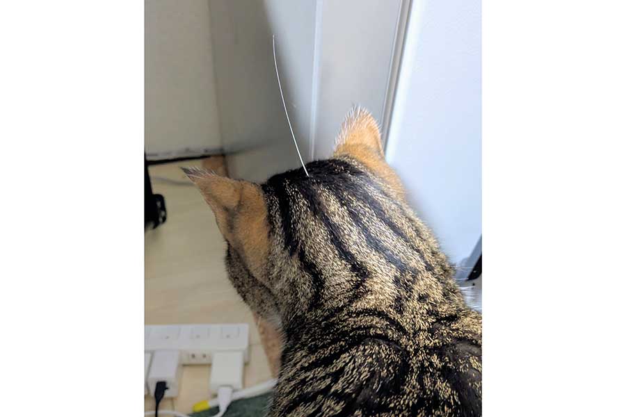 頭頂部にヒゲが刺さっているテトくん【写真提供:猫のテト(@cat_tetoteto)さん】