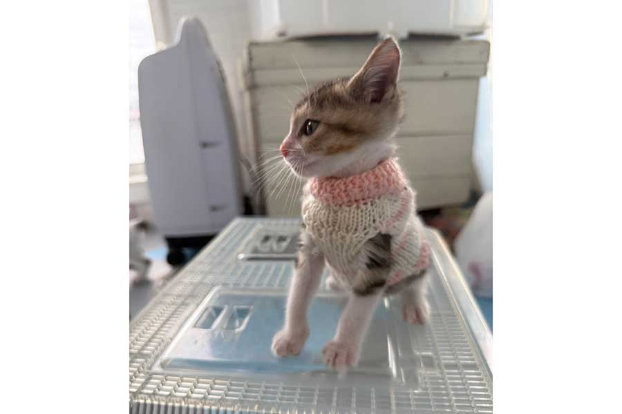 酸素室で過ごす竹千代くん【写真提供：マメK病障害猫預かりボランティア（@mameK527）さん】