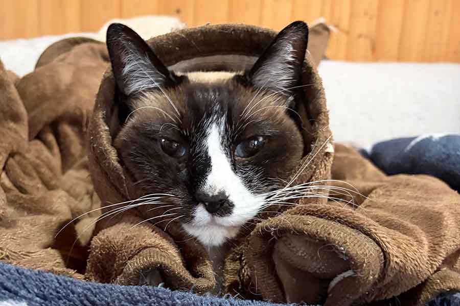11年経って「焦げた」メンくん【写真提供：ふまう（fmcuuu13）さん】
