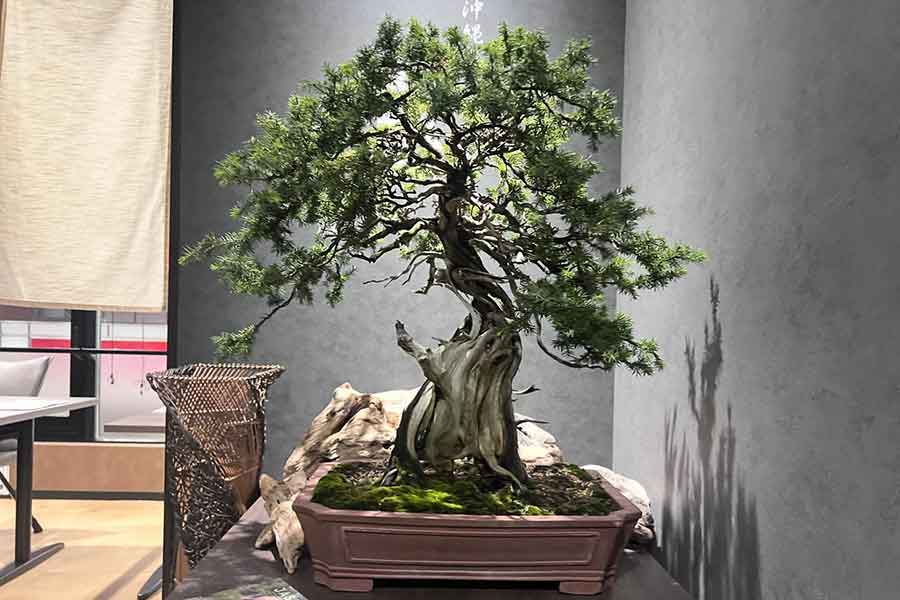 見事な盆栽を目にした業者から、あり得ない提案が【写真提供:だるま盆栽(darumabonsai)さん】