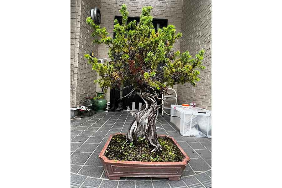 “お迎え”当時の盆栽【写真提供：だるま盆栽（darumabonsai）さん】
