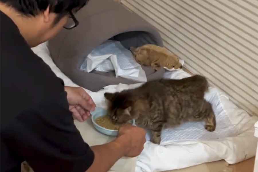 懸命にごはんを食べるつむぎちゃん【出典：スレッズ（chamaki71）よりスクリーンショット】