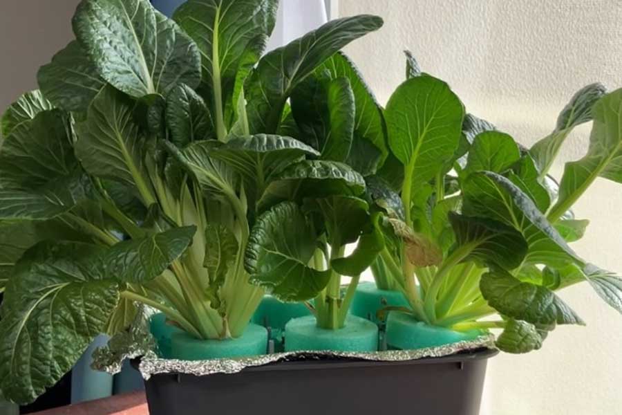 初収穫した小松菜は124グラム【写真提供：ズボラ主婦の野菜水耕栽培（zuborasyuhu_suikousaibai）さん】