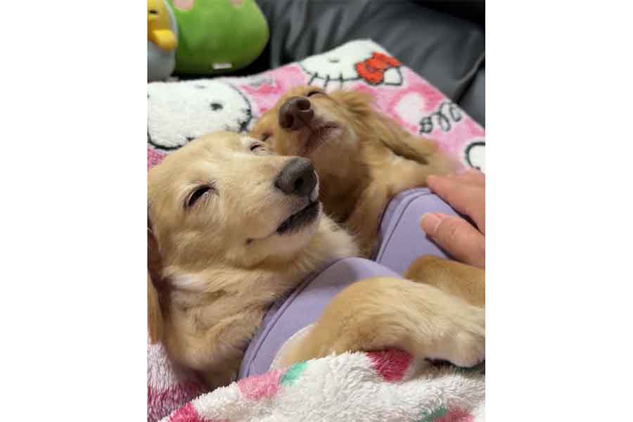飼い主さんの「トントン」でぐっすり眠った(左から)くうちゃんとらいらちゃん【出典:X(@kuu_raira1717)よりスクリーンショット】