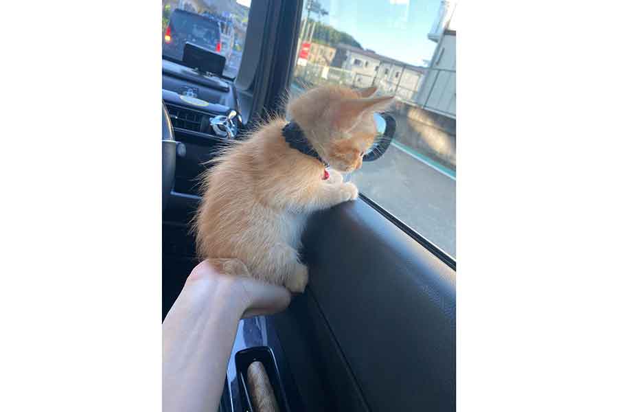 子ねこ時代のちゃーこちゃん【写真提供：aren*（great3dane）さん】