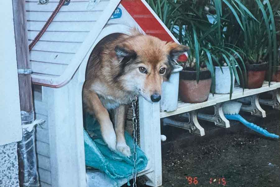 犬小屋から顔を覗かせるマリちゃん【写真提供：リョーコ（@24362omunaku）さん】