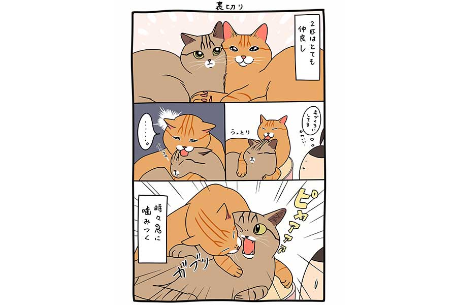 漫画化された「急な暴力」の一部始終【画像提供：ごんねこ（@VQfuv）さん】