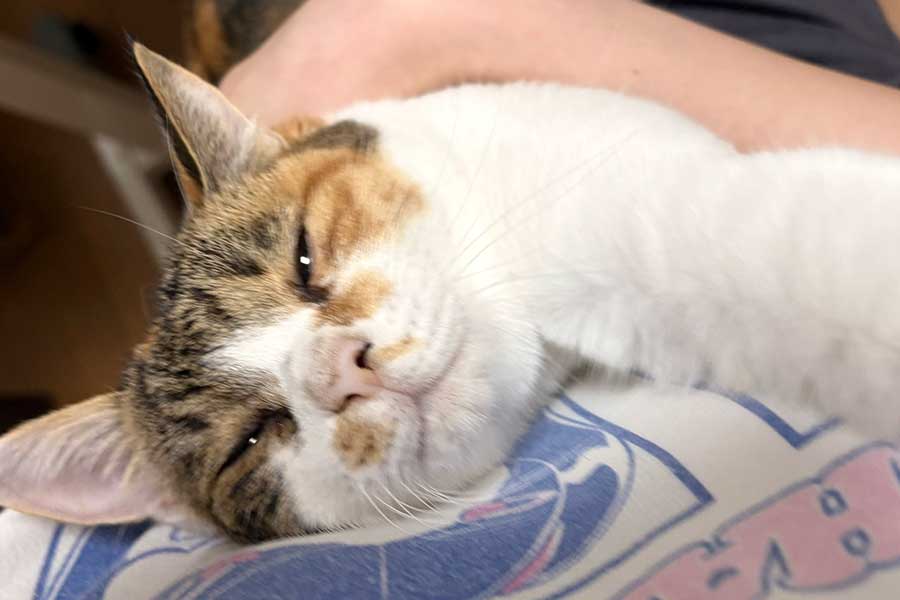 飼い主さんの愛情に目を細めるねこ【写真提供：世紀末（@se1k1ma2_）さん】