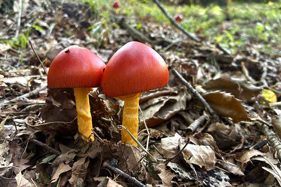 「キノコクイズ」の答えとは（写真はイメージ）【写真：写真AC】