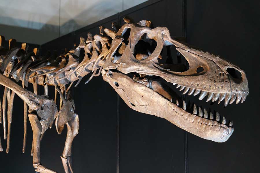 新たな恐竜の化石に発見が話題に(写真はイメージ)【写真:写真AC】