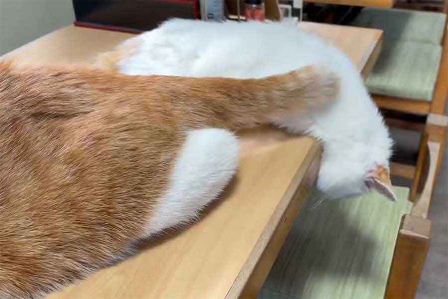 （左から）ペタ郎くんと頭が滑り落ちてしまったコンちゃん【写真提供：そば処大むら ペタコンちゃんねる（@oomurapetakon）さん】