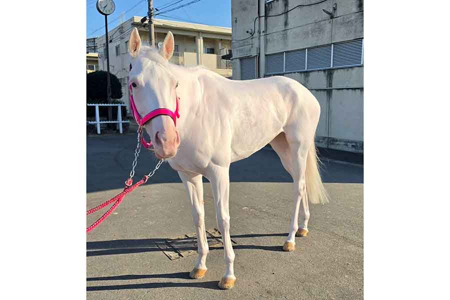 現役の競走馬として活躍する白毛馬のスノーエルヴァ【写真提供:アオラキfamily】