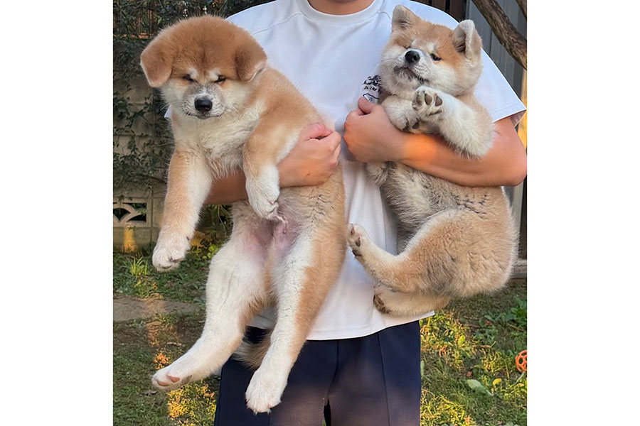 2か月で驚きの成長を遂げた（左から）キミくんとリツくん【写真提供：秋田犬ルナ（@luna20230414）さん】