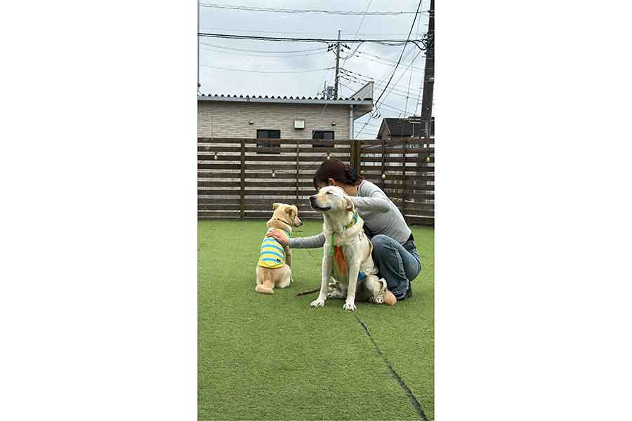 外で気持ち良さそうに過ごすクーちゃん【写真提供:現在は過保護犬クーの日常(@coo_nana03)さん】